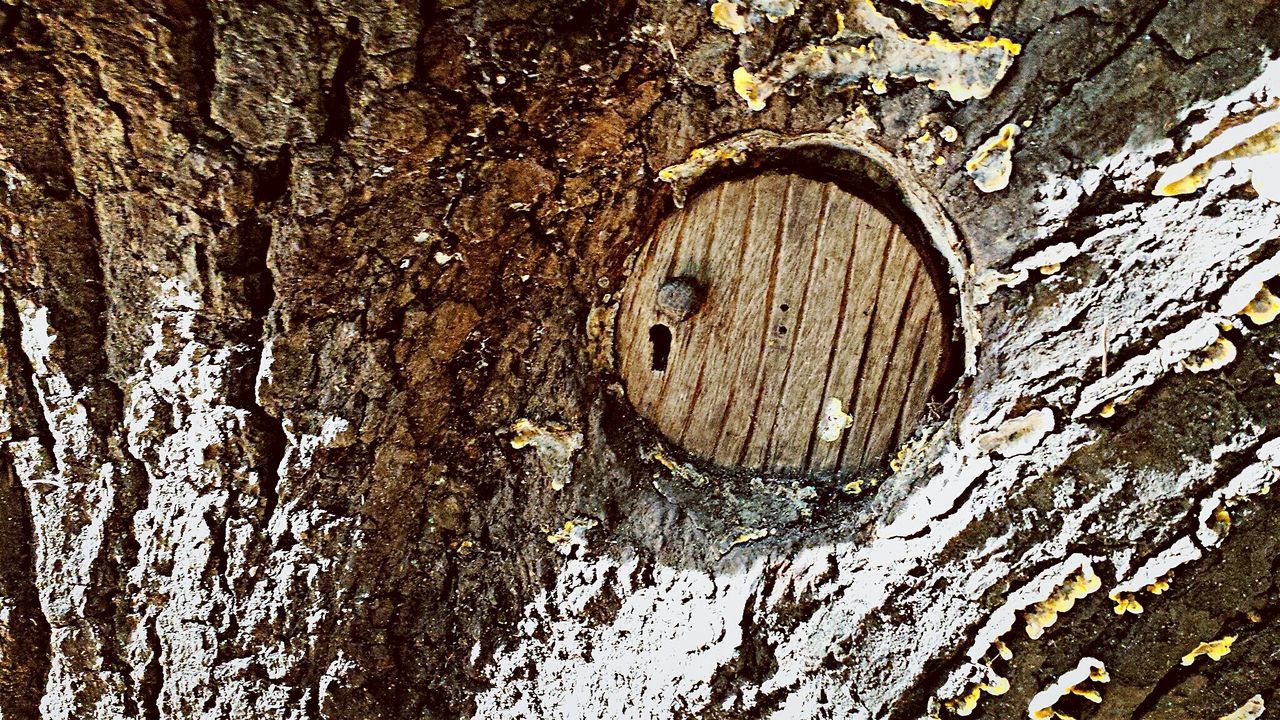 textured, full frame, backgrounds, weathered, wood - material, old, built structure, pattern, architecture, wall - building feature, close-up, rough, tree trunk, tree, wall, damaged, day, no people, hole, outdoors