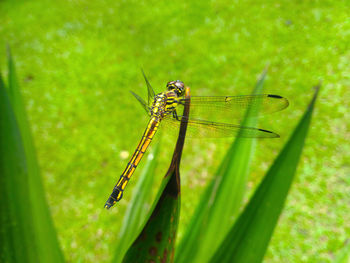 Close-up of insect on grass