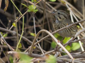 Close-up of bird perching on branch