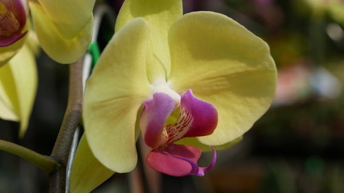 Close-up of pink orchid