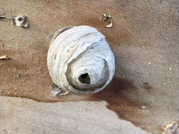 High angle view of crab on table