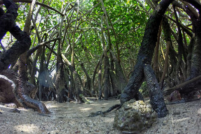 Trees in forest