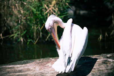 Close-up of a pelican 