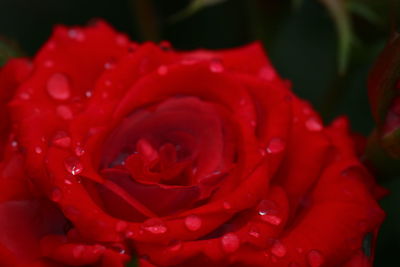 Close-up of wet red rose blooming outdoors