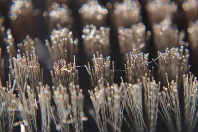 Close-up of frozen water