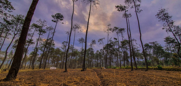 Low angle view of trees on field against sky