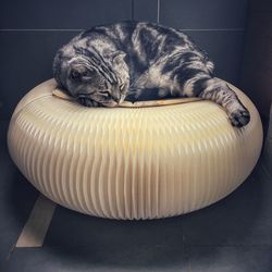 High angle view of cat sleeping on sofa