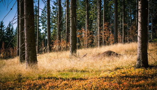 Trees in forest