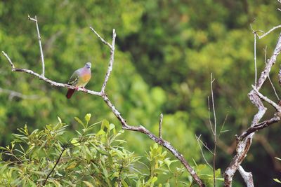 Close-up of bird perching on branch