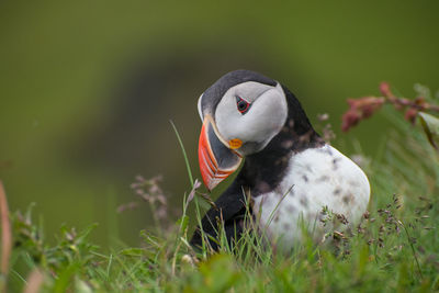 Close-up of bird on field