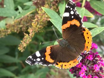 Close-up of butterfly perching on leaf