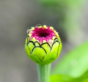 Close-up of flower bud