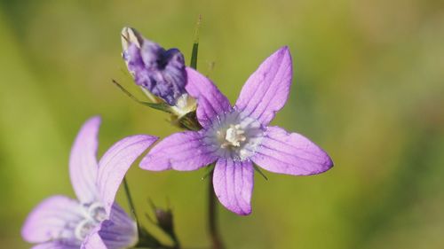 Close-up of honey bee on purple flowering plant