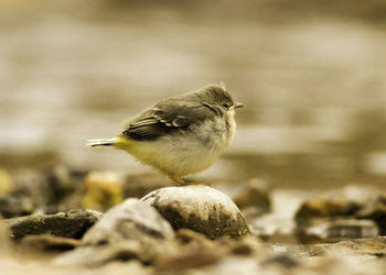 Close-up of bird perching outdoors