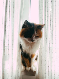 Cat on a window