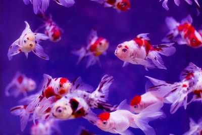 Close-up side view of fish underwater