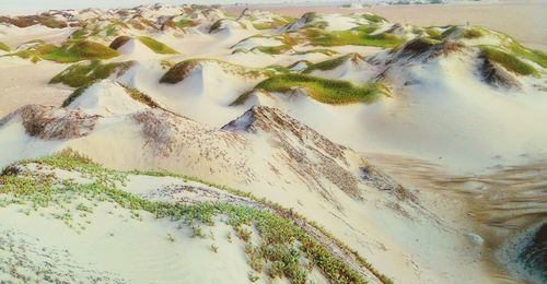 Close-up of plants growing in sand