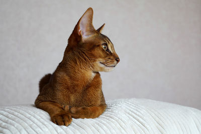 An abyssinian cat lying on a white soft pillow on a sofa and looking out of the window