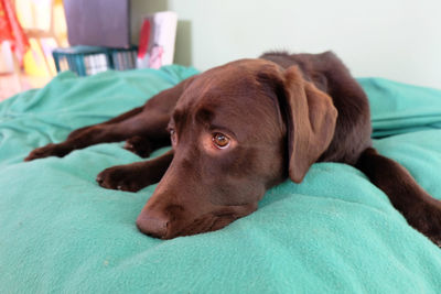 Close-up of dog resting on bed at home