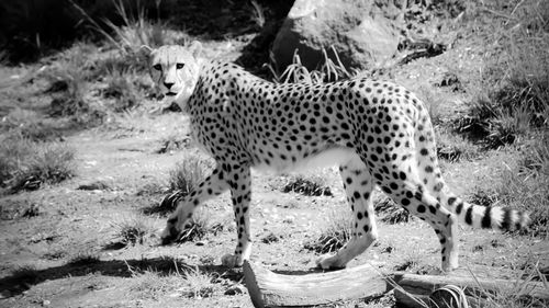 Cheetah walking in the wild