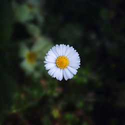 Close-up of white daisy flower