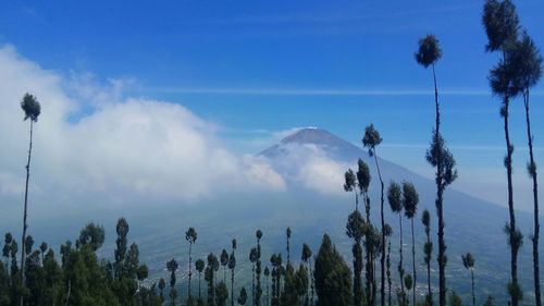 Panoramic view of trees against sky