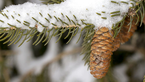 Close-up of frozen leaf during winter