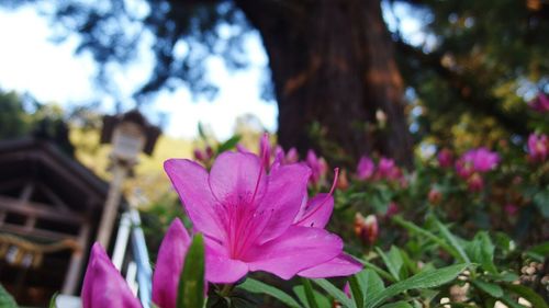 Close-up of pink flower