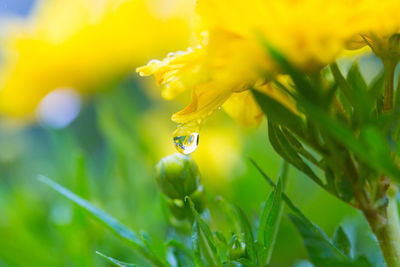 Close-up of insect on flower