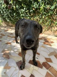 Portrait of black dog on footpath