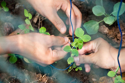 Close-up of hands holding plant