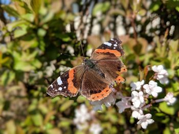 Close-up of butterfly pollinating on flower