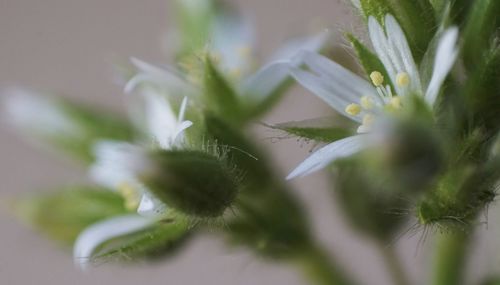 Close-up of white flowering plant