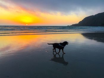 Side view of rottweiler at beach against sky during sunrise