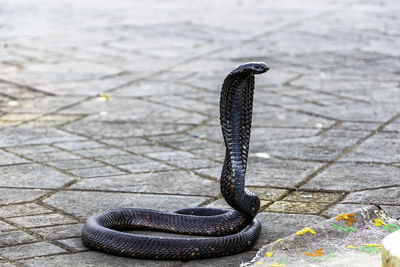 High angle view of snake on footpath