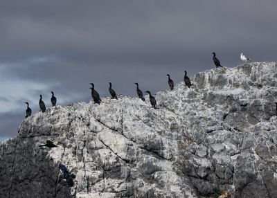 Low angle view of birds on rock
