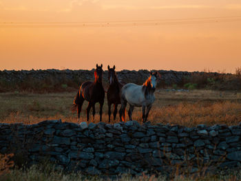 Horses standing in ranch against sky during sunset