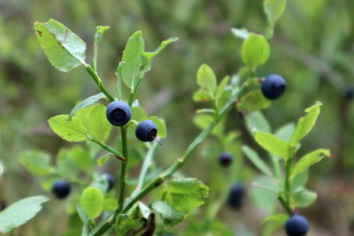 bilberry