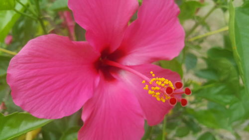 Close-up of pink hibiscus blooming outdoors