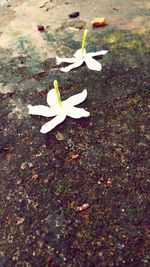 High angle view of leaves on wet street