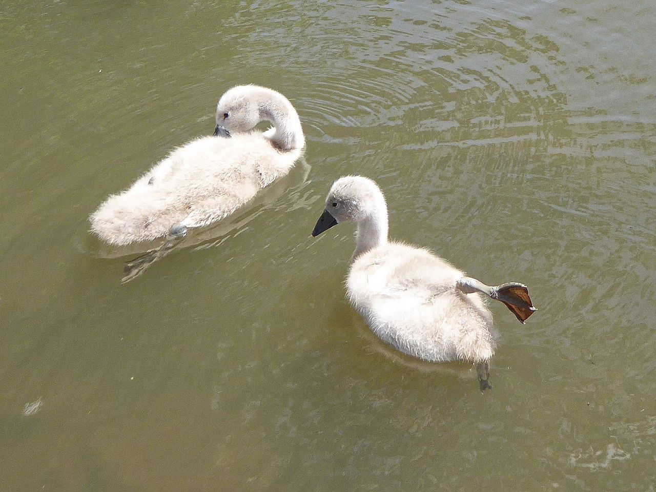 HIGH ANGLE VIEW OF SWANS SWIMMING ON LAKE