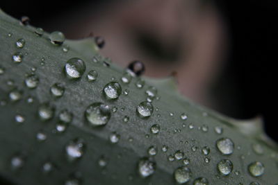 Close-up of raindrops on leaf