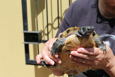 Midsection of women holding turtle