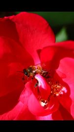 Close-up of insect on red flower