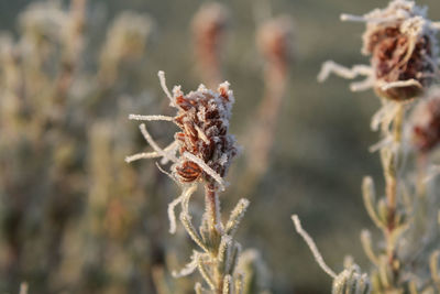 Close-up of dried plant