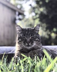 Close-up portrait of a cat