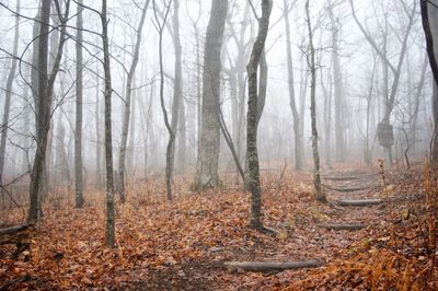 Trees in forest during autumn