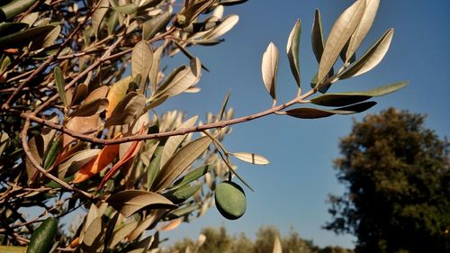 Low angle view of leaves on tree