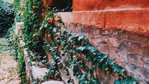 Close-up of ivy on wall