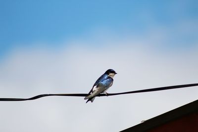 Low angle view of bird perching against clear blue sky